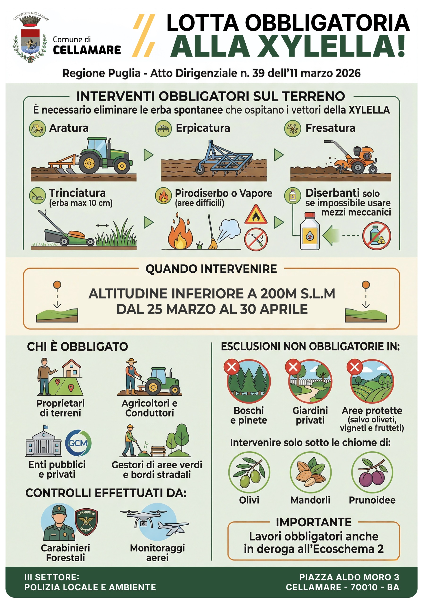 immagine xilella